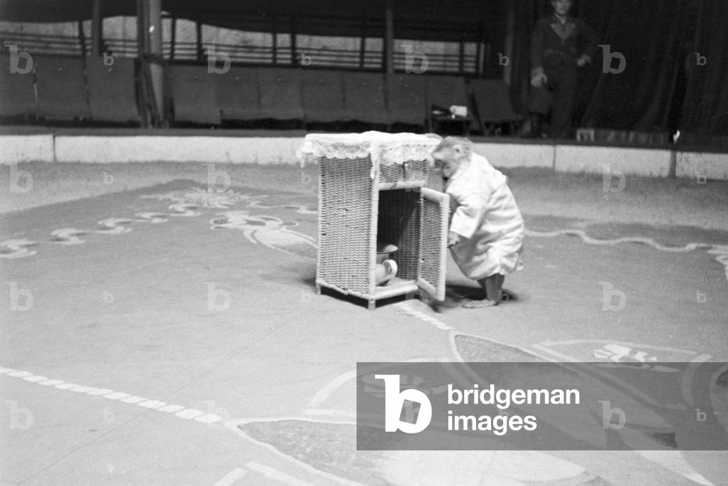 A monkey in the circus ring in a circus in Karlsbad, Germany 1930s (b/w photo)