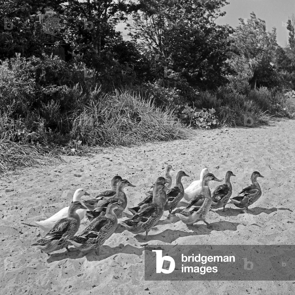 Ducks at the beach at Rositten in the Preussich Eylau district in East Prussia, Germany 1930s (b/w photo)