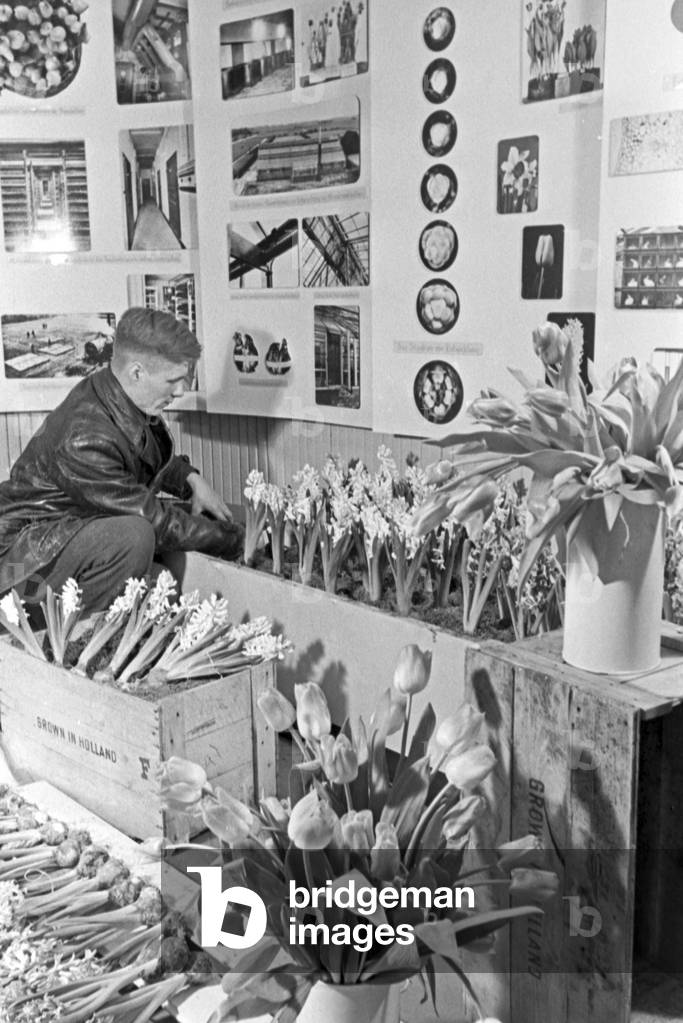 Tulips, hyacinths and other flowers at the booth of the Netherlands at Leipzig trade show, Germany 1940s (b/w photo)