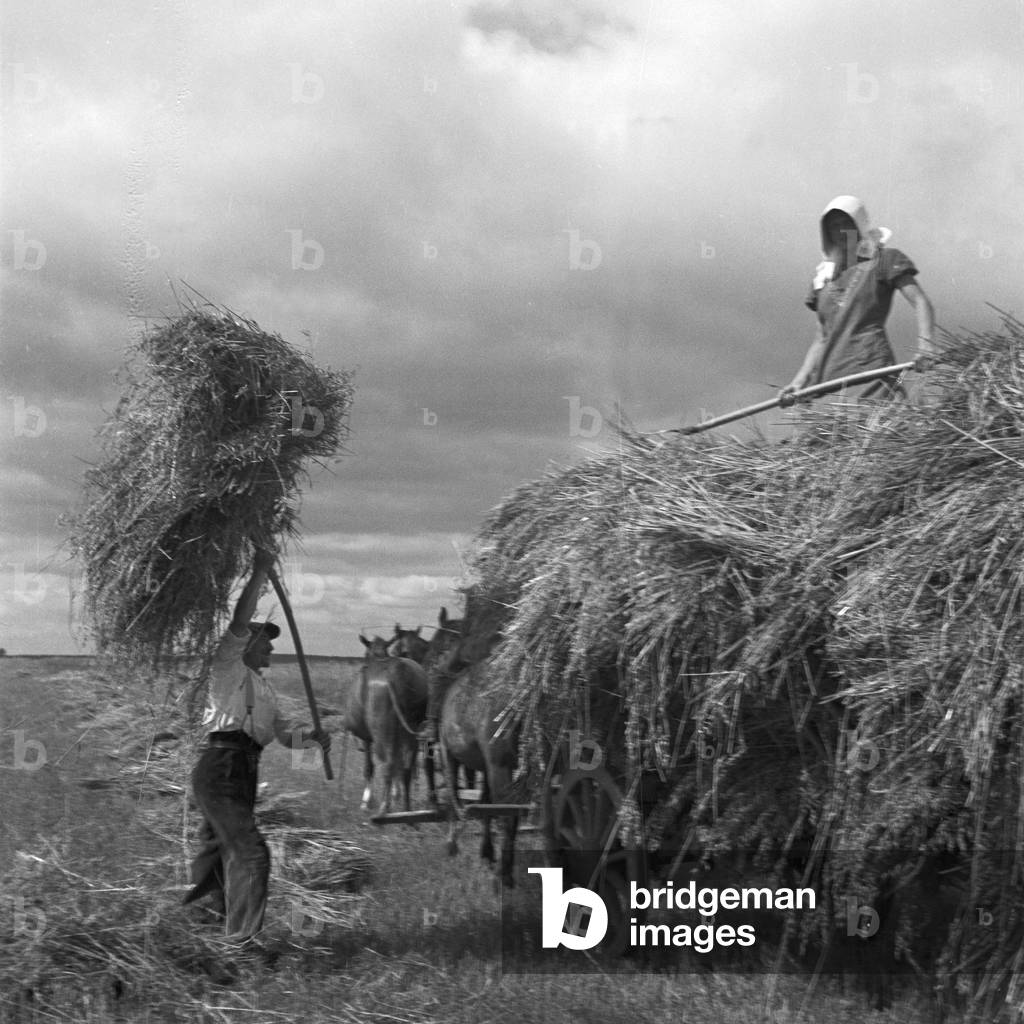 Harvestin hay in Masuria in East Prussia, Germany 1930s (b/w photo)