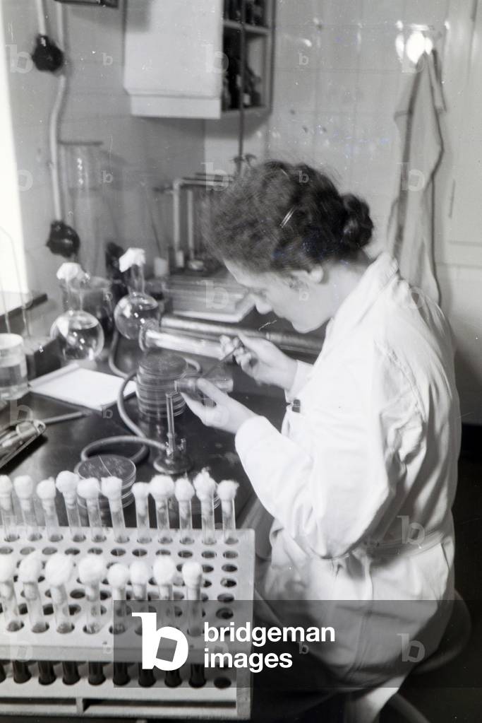 A lab assistant examining the microorganisms in a Petri dish in the laboratory of the Behringwerke, Marburg, Germany 1930s (b/w photo)