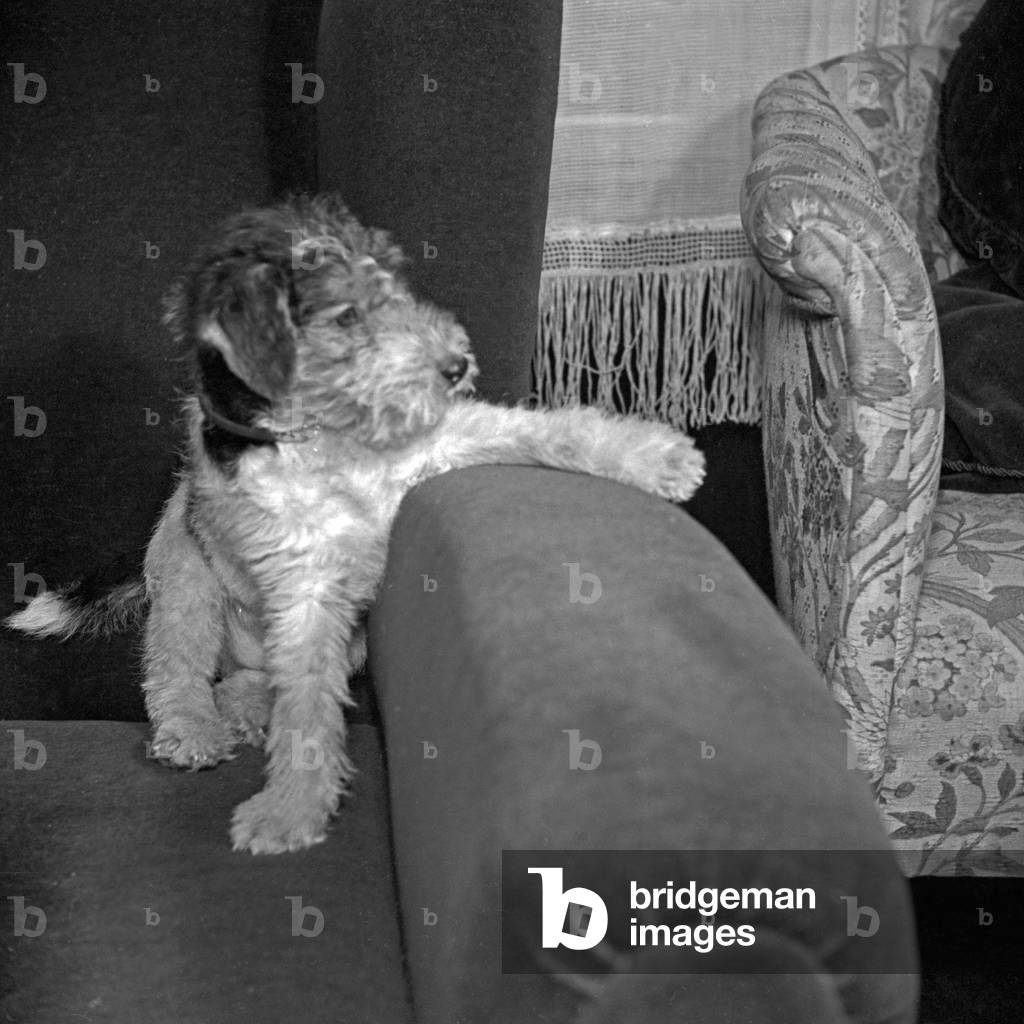 A little puppy at the couch, Germany 1930s (b/w photo)