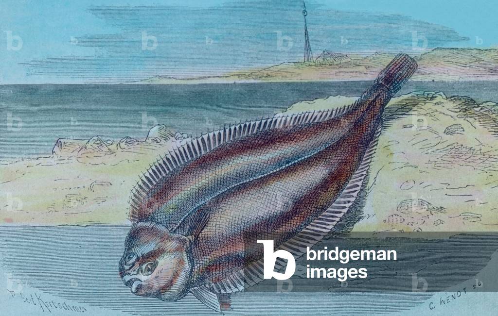 Illustration of a plaice, 1920s