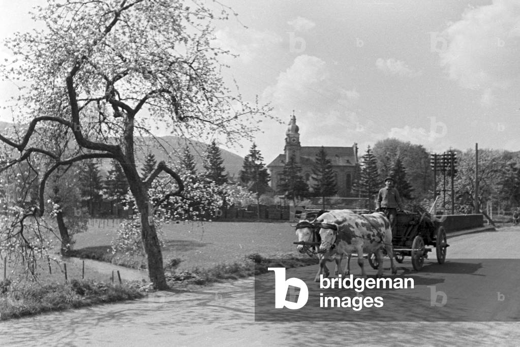 Oxen carriage in front of St Gangolf's church at Amorbach in the Bavarian Odenwald area, Germany 1930s (b/w photo)