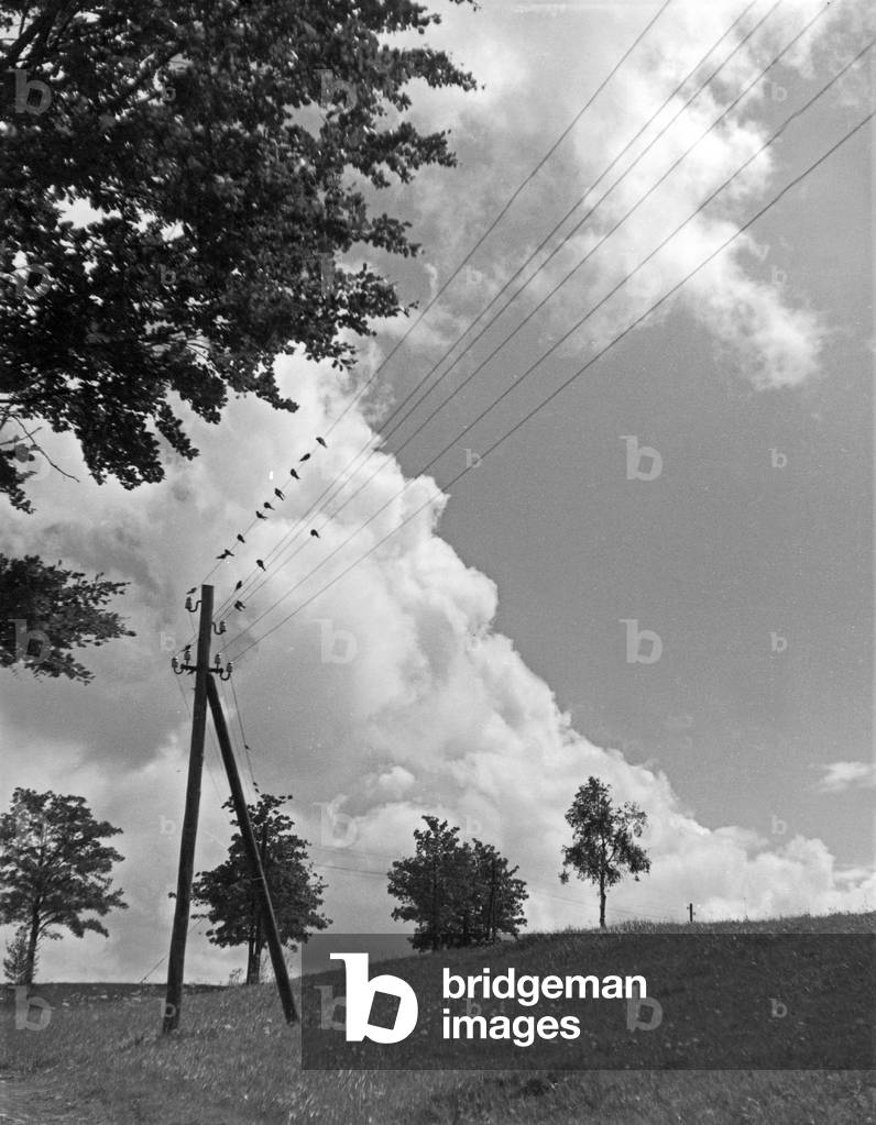 Birds sitting on a telegraph circuit, Germany 1930s (b/w photo)