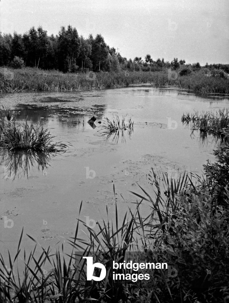 Swampland at landscape Grosses Moosbruch, 1930s (b/w photo)