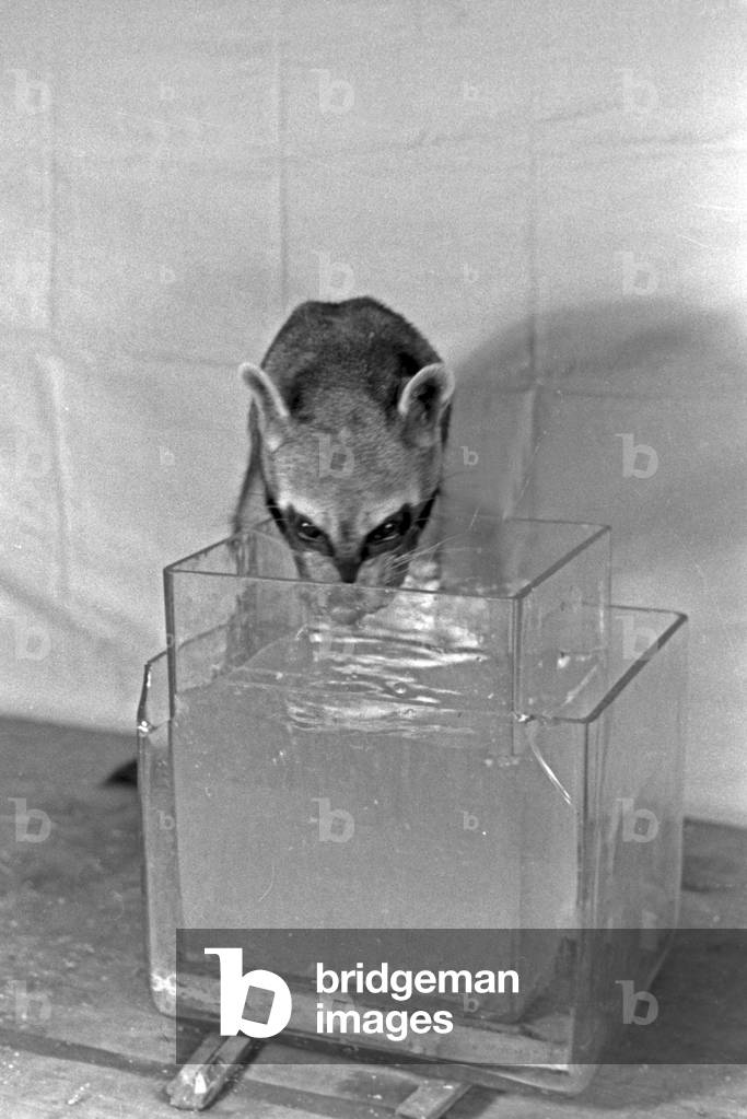 Experimental arrangement with a young racoon in an animal experiment at the insitute for animal psychology of Wilhelms university at Muenster, Germany 1930s (b/w photo)