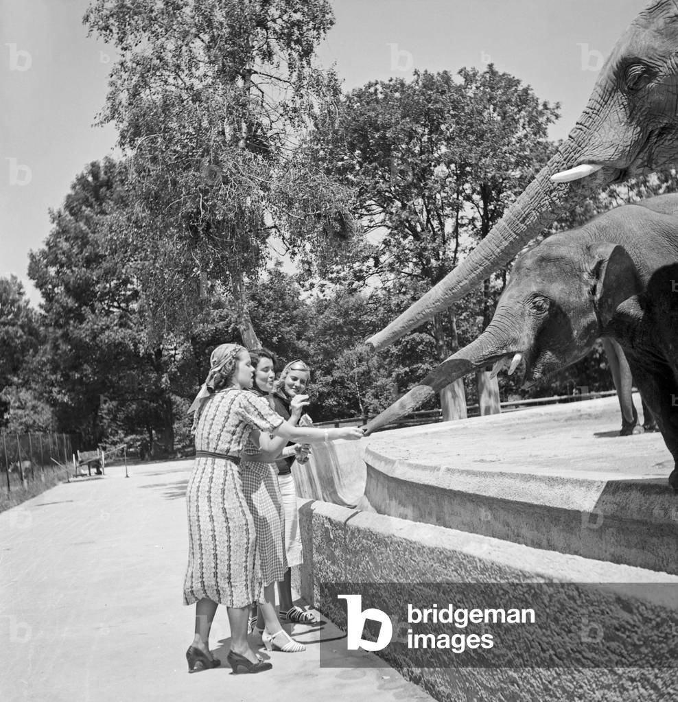 Three young women at the elephant compound at Wilhelm zoological garden in Stuttgart, Germany 1930s (b/w photo)