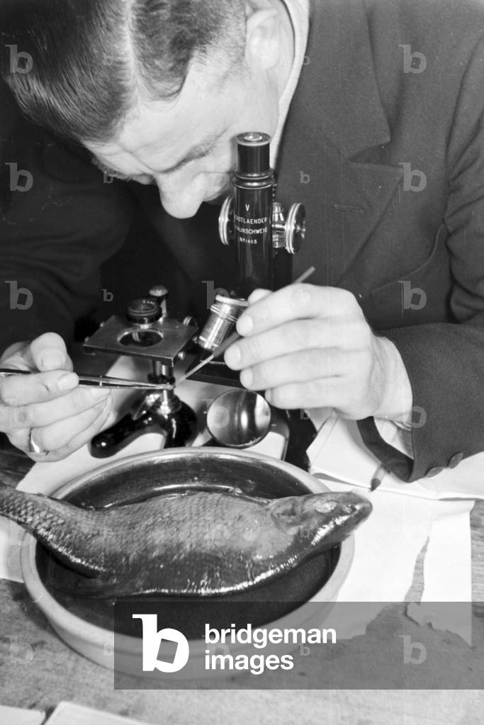 Fishery engineers doing a tutorial at the Reichsanstalt fuer Fischerei in Berlin, Germany 1930s (b/w photo)