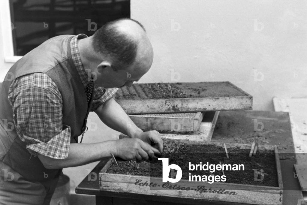 Scenes from everyday life of a agricultural firm, Germany 1930s (b/w photo)