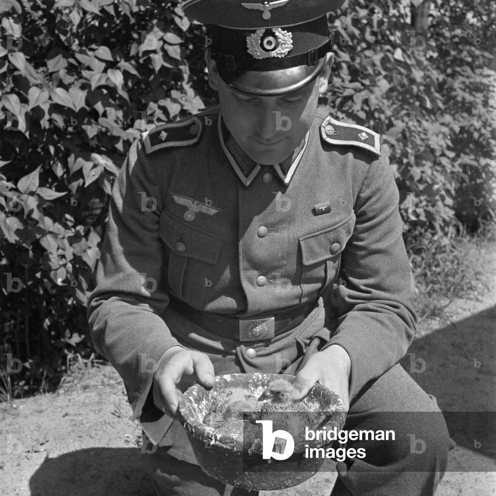 Happiness and pride of the pigeon master: great pedigree of pigeons promise very high ability, Germany 1940s (b/w photo)