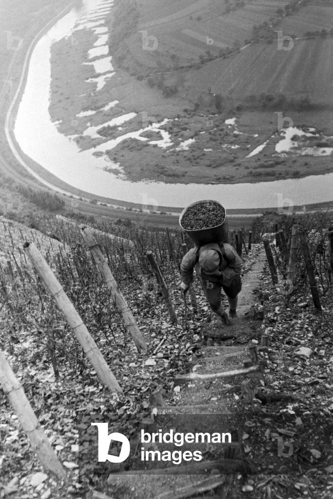 Winegrowers vintaging at Serrig, Germany 1930s (b/w photo)
