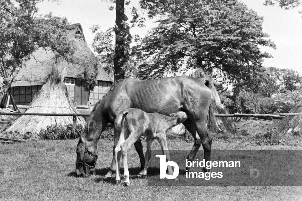 A mare with its foal, Germany 1930s (b/w photo)