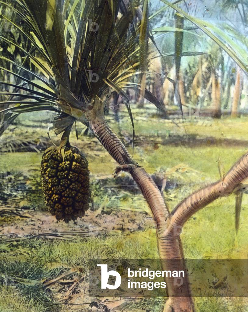 California, Fruit Garden