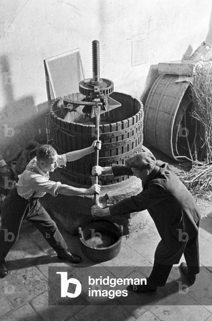 Winegrower working at the winepress, Germany 1930s (b/w photo)