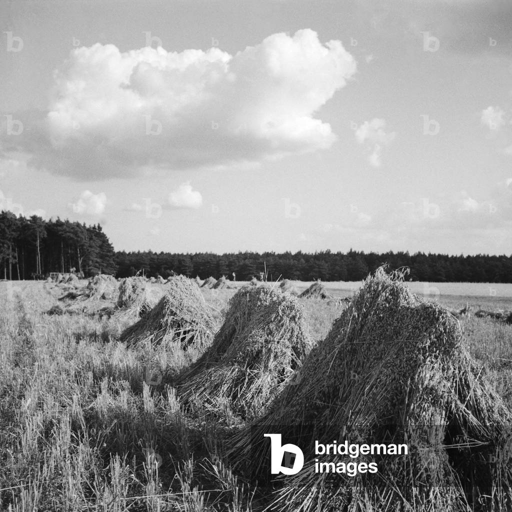 Cereal harvest at Altmuehltal valley, Germany 1930s (b/w photo)