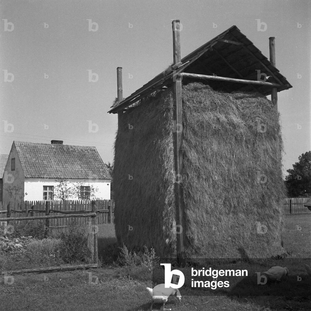 Pile of hay at Masuria in East Prussia, Germany 1930s (b/w photo)