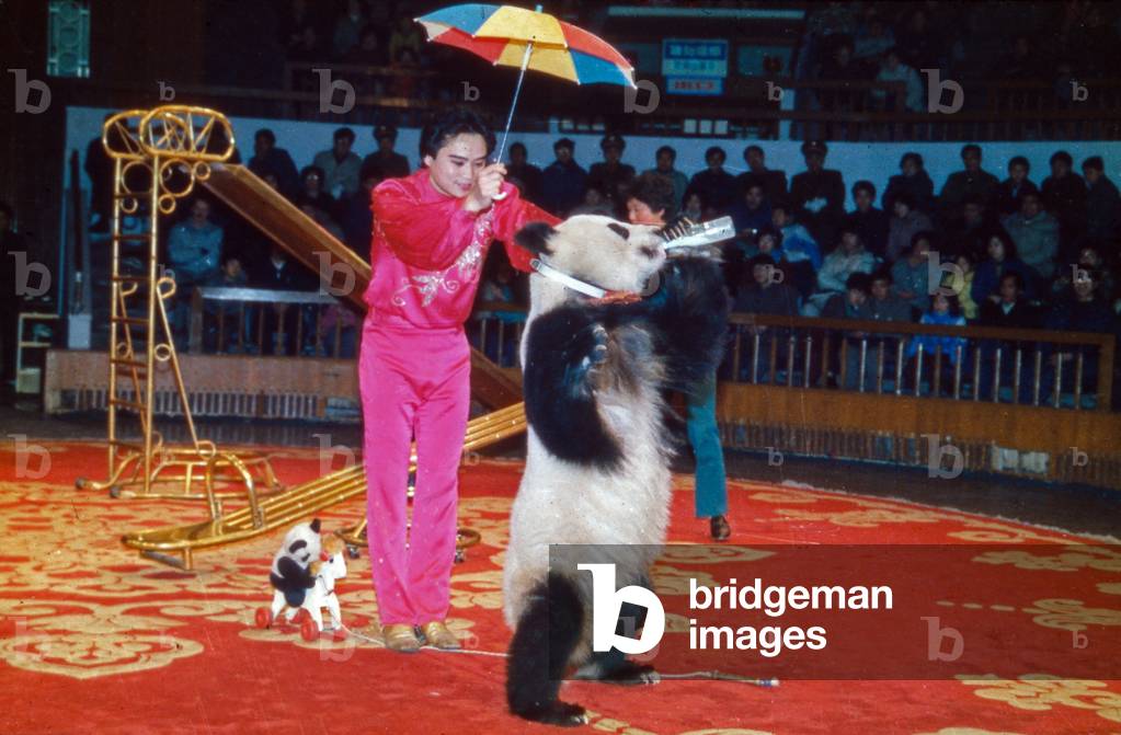 Shanghai acrobatic troup performing at a circus, China 1960s