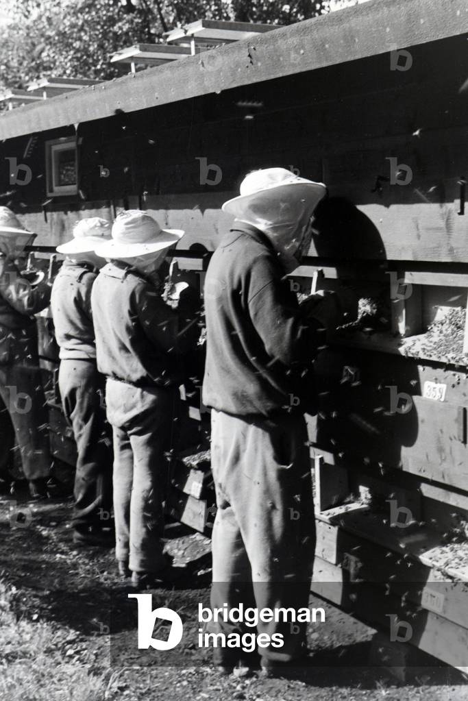 Bee keepers in protective clothing controlling the bee population in a bee house, Germany 1930s (b/w photo)