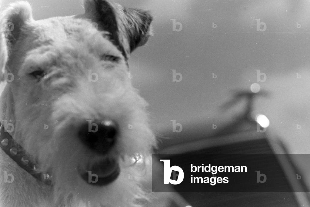 Vacation by car and with the dog, Germany 1930s (b/w photo)