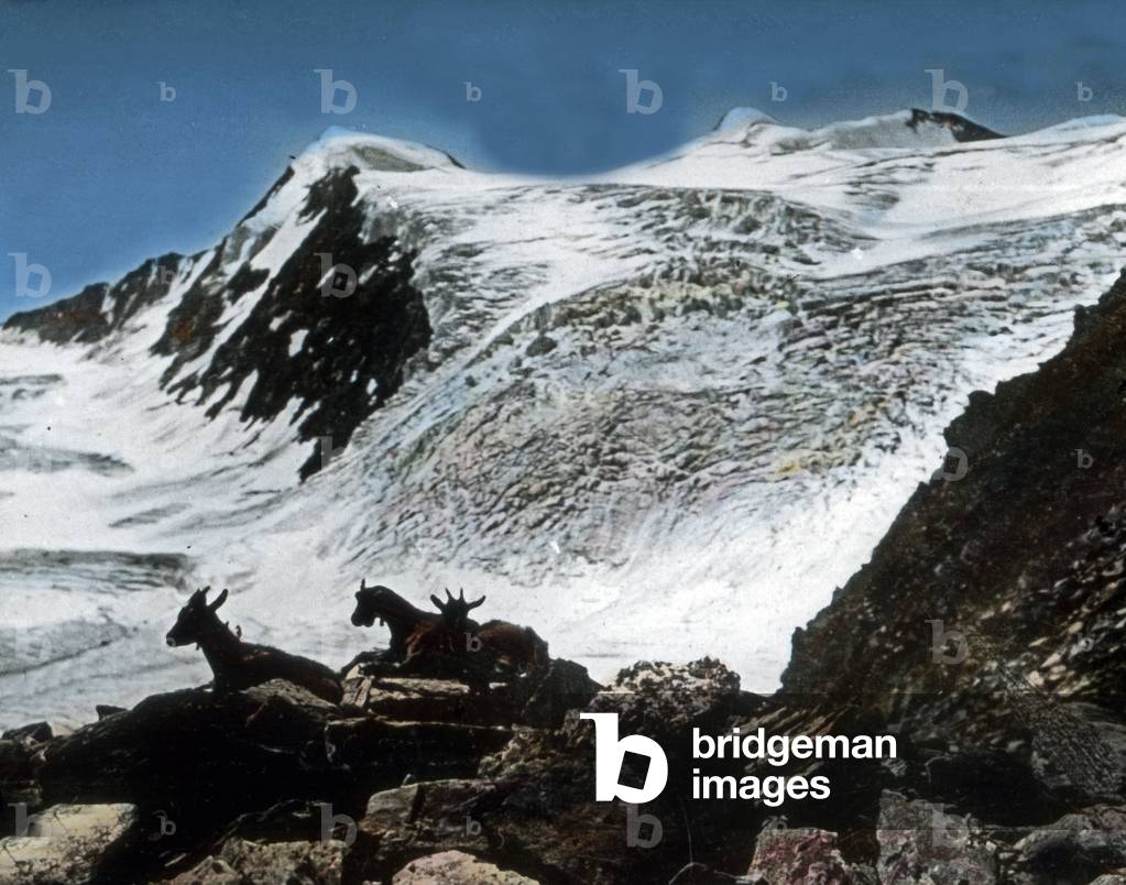 Chasing chamois at the Stiljoch mountains, Tyrol, 1920s