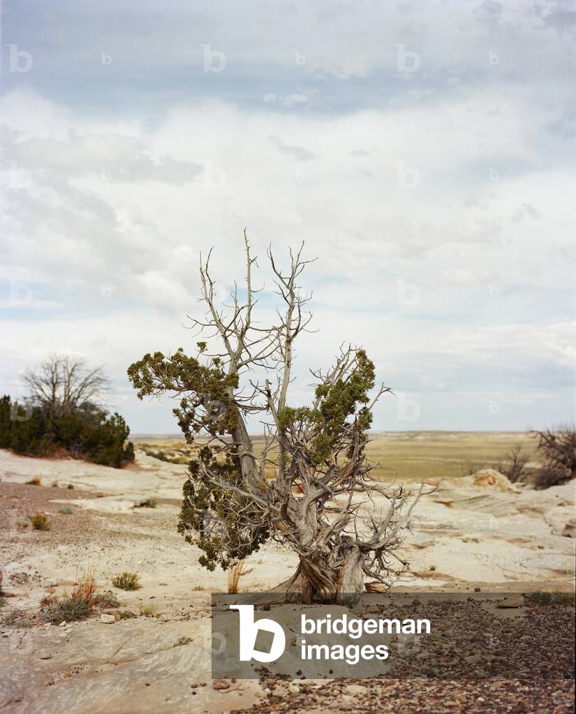 Agate Bridge, Petrified Forest National Park, Arizona