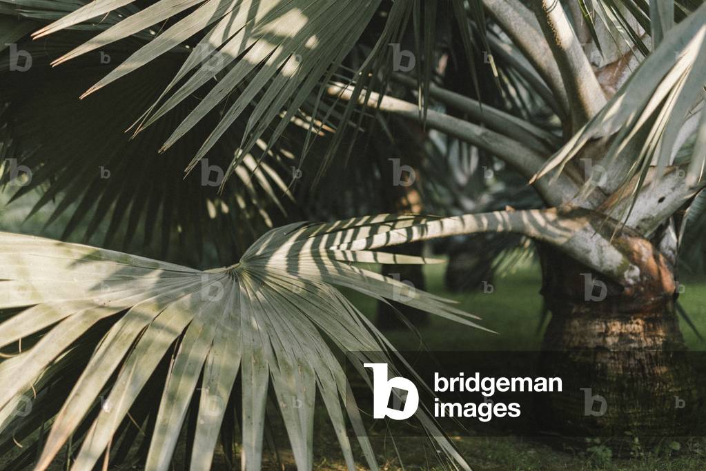Orto Botanico di Palermo (Palermo Botanical Garden), Palermo, Sicily, Italy, June 2015 (photo)