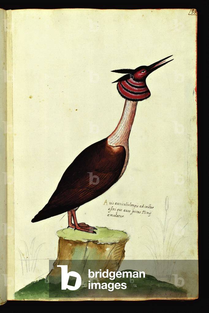 Representation of a bird with ears and a very long neck. Illustrated chart of a manuscript of Natural History by Ulisse Aldrovandi (1522-1605) on animals, Ulisse Aldrovandi fonds, University Library of Bologna, ed. 1603.