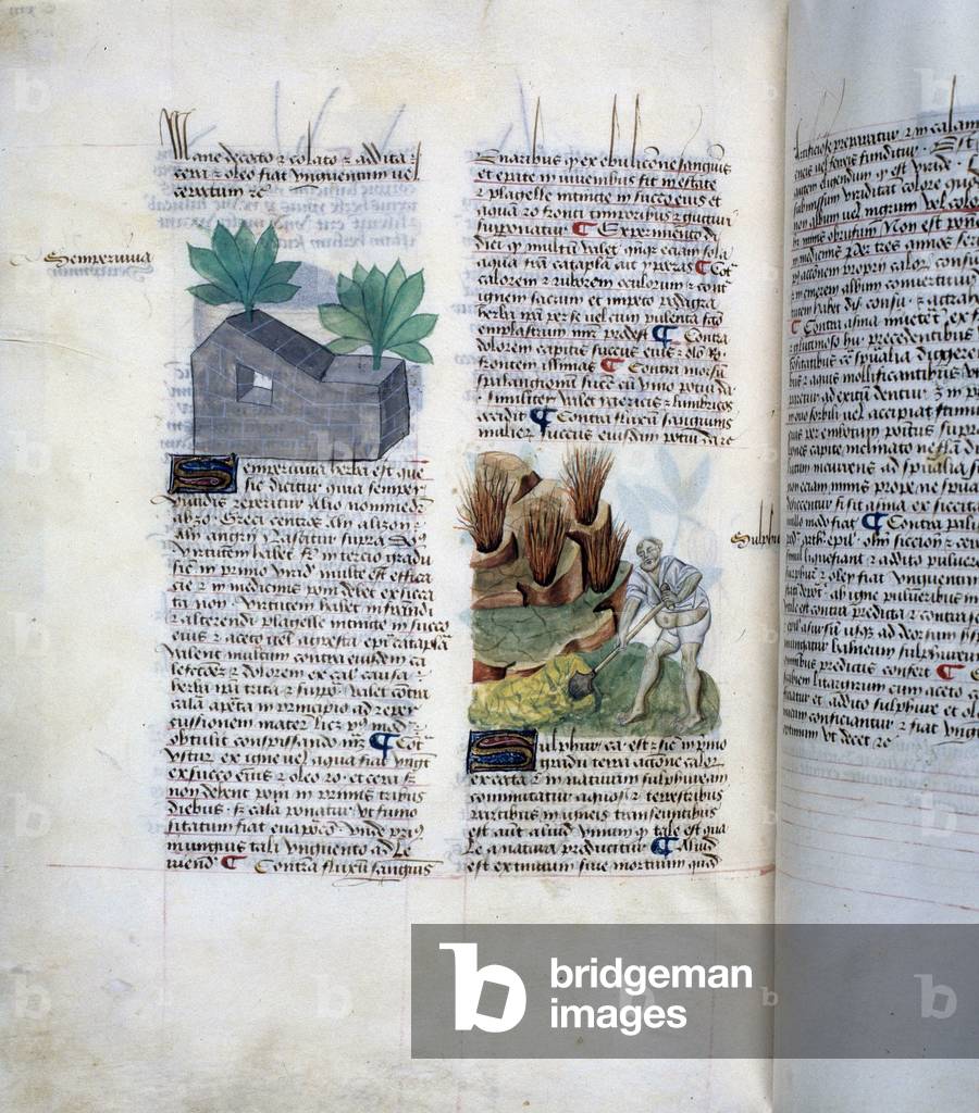Sulphur ore mining: a man with a shovel digs the soil of a sulfur. Manuscript page “” Treats on herbs”” (Tractatus de herbis) by Pedanius Dioscorides (Dioscorides) (40-90 AD) Lat.993, C.15 r. 15th century. Biblioteca Estense, Modene.