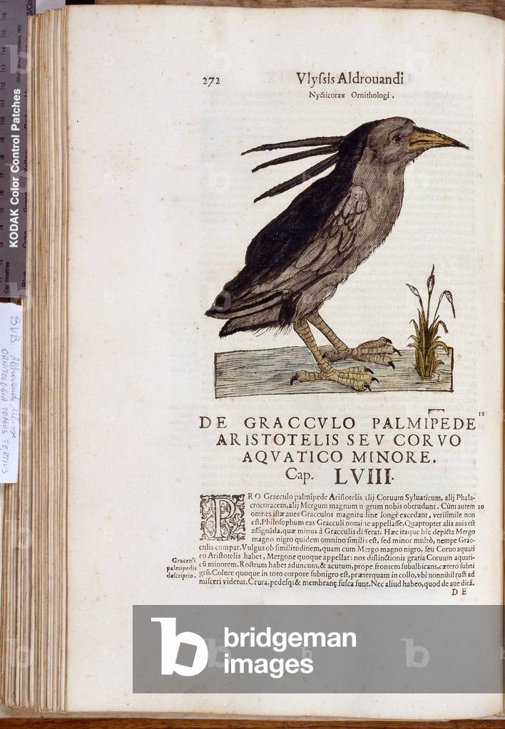 Representation of “” De Gracculo palmipede aristotelis seu corvo aquatico””, aquatic raven. Plate d'Histoire naturelle from “” Ornithologie””, Volume III, Fonds Ulisse Aldrovandi, Bibl. Universitaire, ed. 1603.