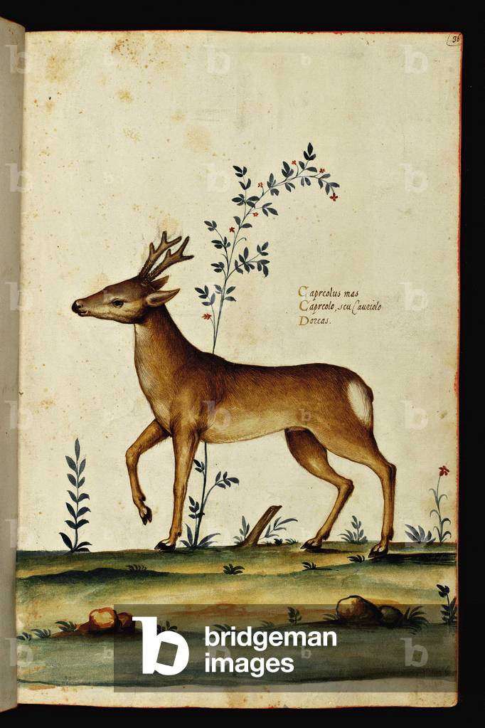 Representation of an ibex. Illustrated chart of a manuscript of Natural History by Ulisse Aldrovandi (1522-1605), Ulisse Aldrovandi fonds, University Library of Bologna, ed. 1603.