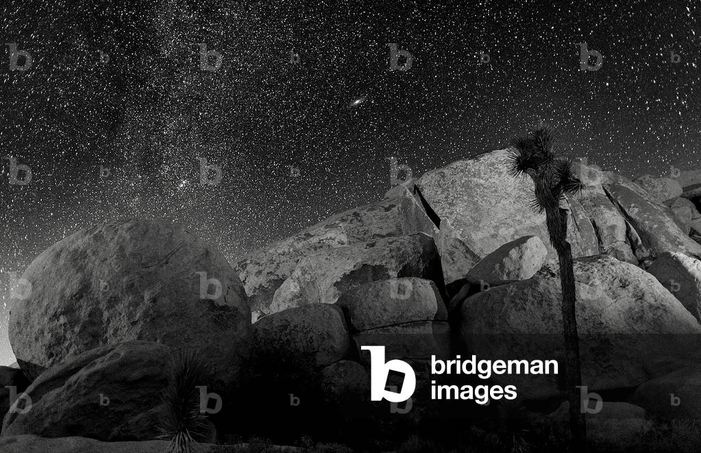 Joshua Tree Sea Of Stars, 2017 (b/w photo)