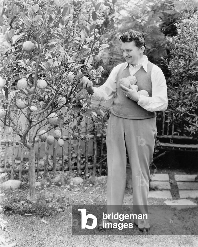 Man Harvesting Oranges From his Tree Homme Cueillant Des Oranges De Son Arbre