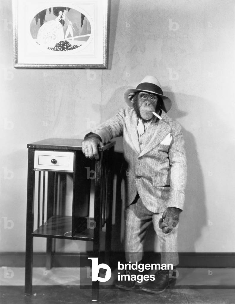 Chimpanzee Dressed in Suit with Cigarette