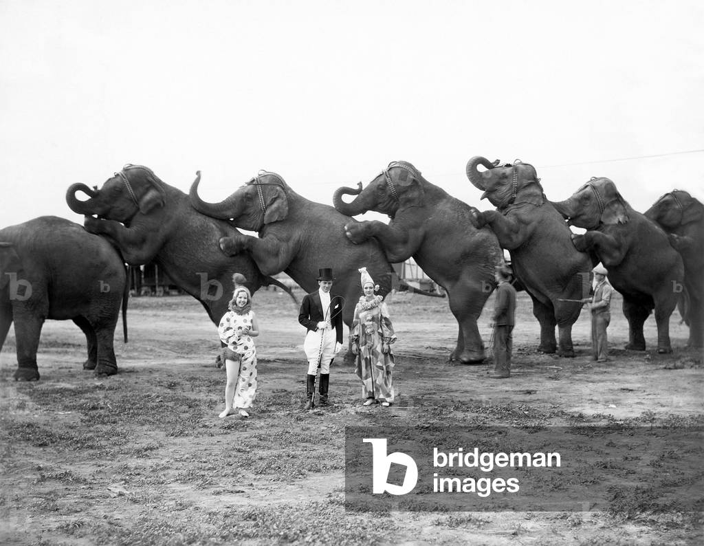 Circus Elephants and Clowns