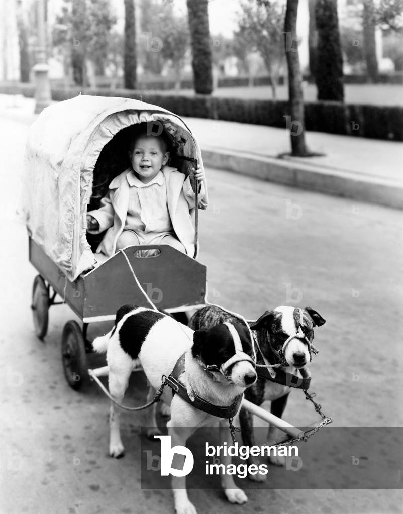 Girl in Covered Wagon Pulled By Dogs