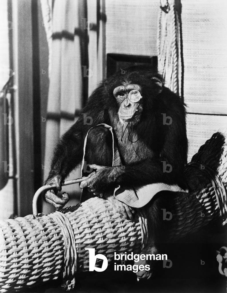 Chimpanzee Sitting on Basket Wearing a Monocle