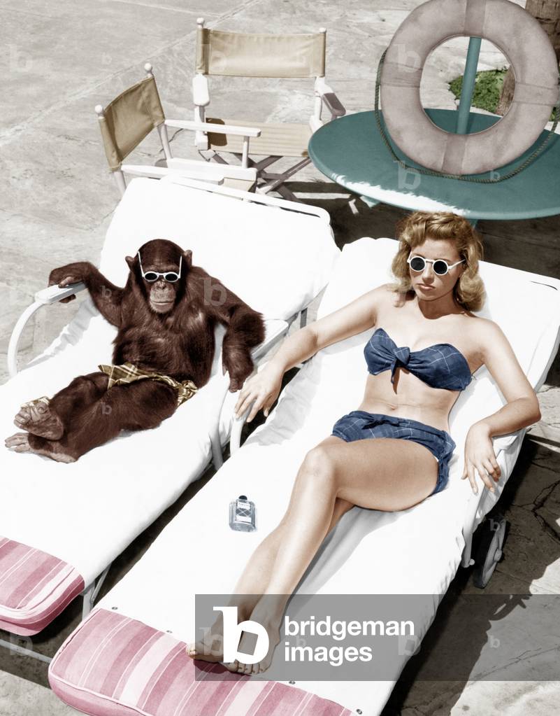 Chimpanzee and a woman sunbathing (All persons depicted are not longer living and no estate exists. Supplier warranties that there will be no model release issues.) (EV006723_M)