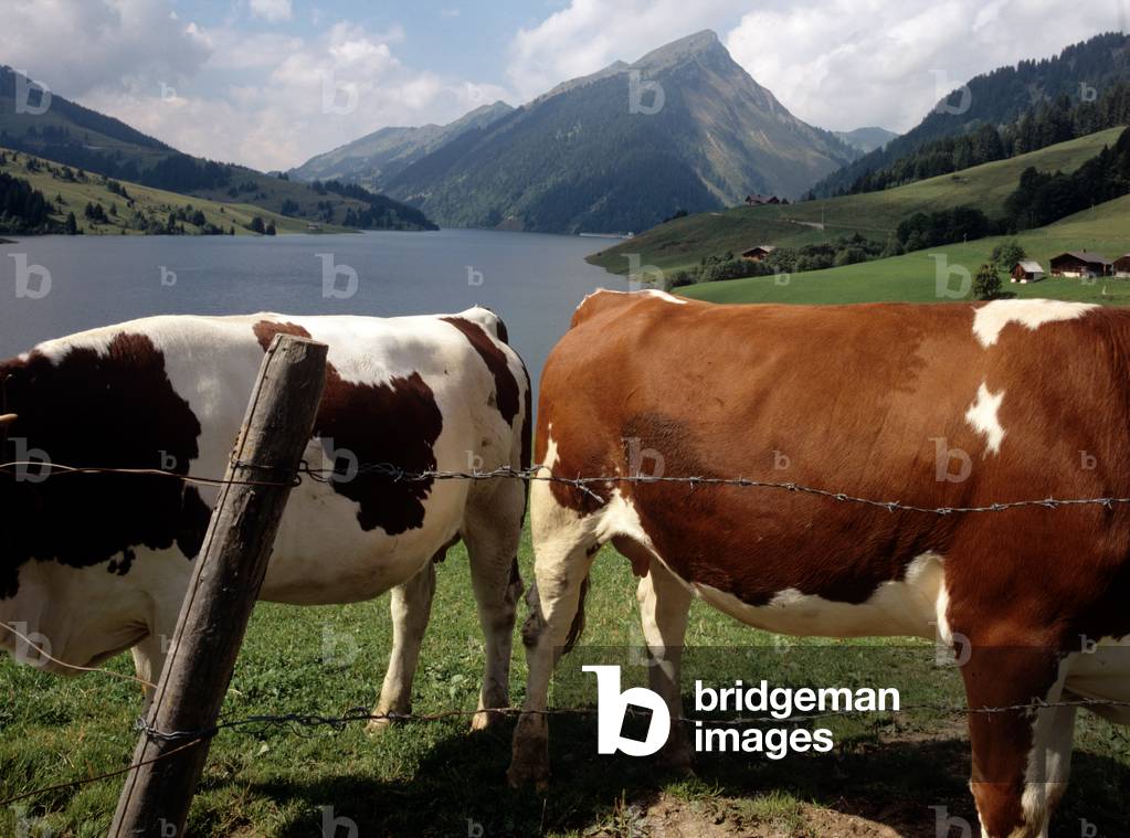 L'Hongrin-VD, from the series 'Swiss Garden', September 1990 (photo)