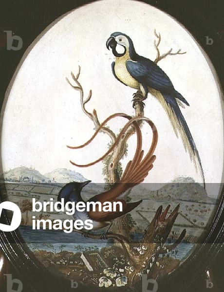 Lyrebird and Jay