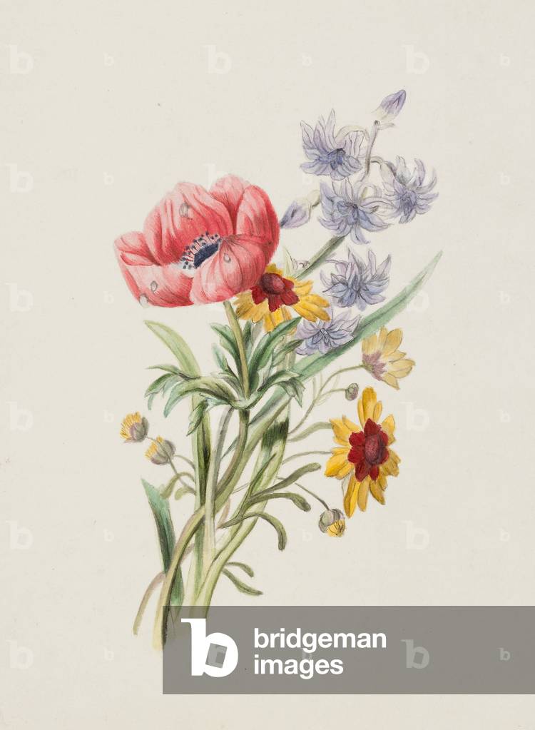 Study of wild flowers, c.1870 (watercolour over pencil on paper)