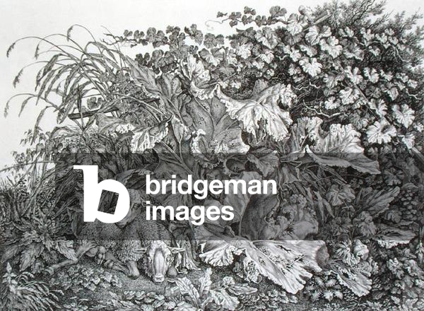 Due pecore sdraiate in mezzo alla vegetazione (acquaforte)