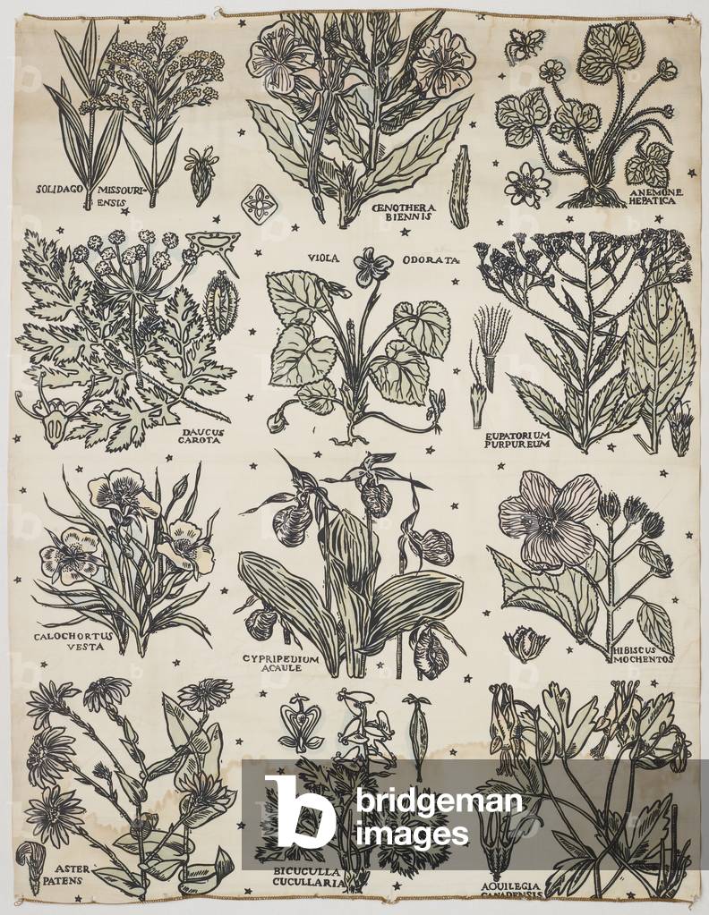 Botanical, 1930 (cotton)