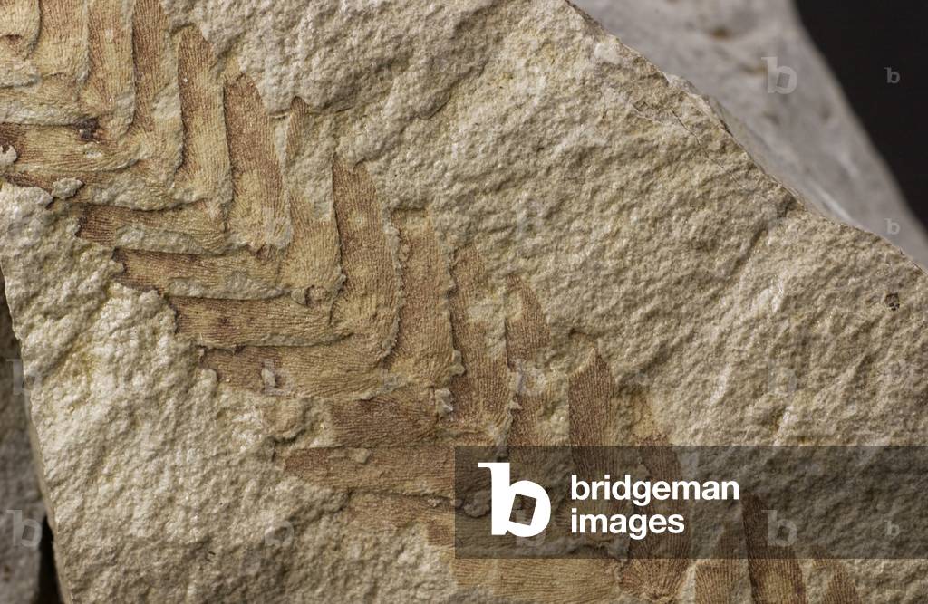 Plant frond, Otozamites Obtusus, from the Jurassic Period (photo)