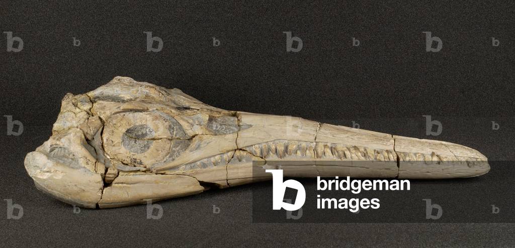 Ichthyosaur skull, side view, from the Jurassic Period (photo)