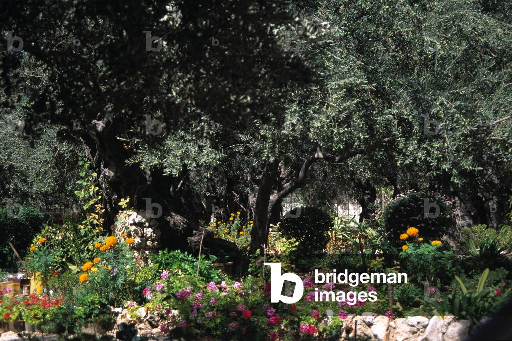 The Garden of Gethsemane (photo)