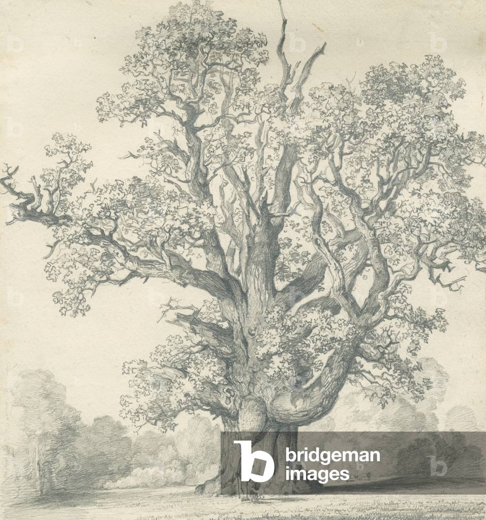 Needwood - Swilcar Oak: pencil drawing, nd [?19th cent] (drawing)