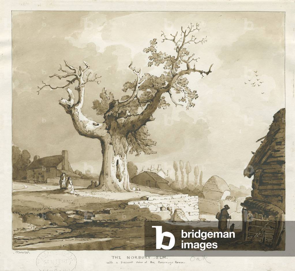 Norbury Village - 'The Norbury Elm': sepia wash drawing, 1838 (drawing)