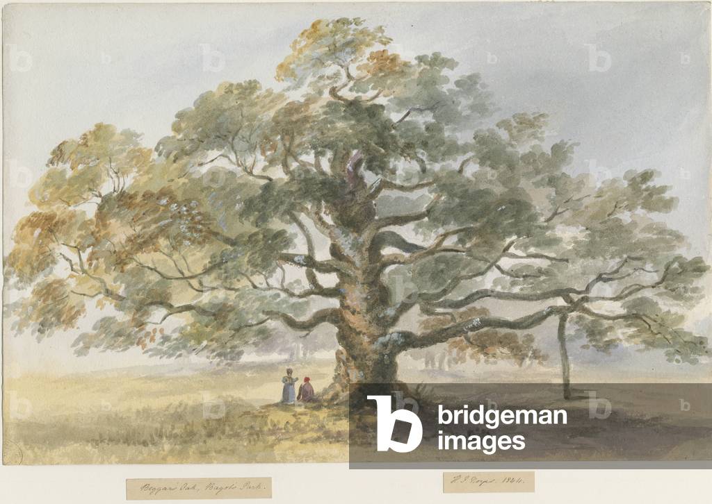 Blithfield - Beggar's Oak : water colour painting, 1844 (painting)