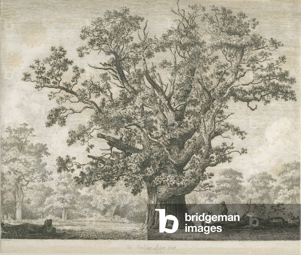 Needwood - Swilcar Oak: etching, nd [c 1820-1850] (print)